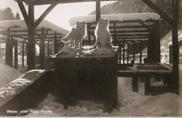 Gstaad, Alaska-Fox - Farm