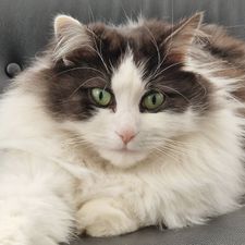 Profile image of Toscombra