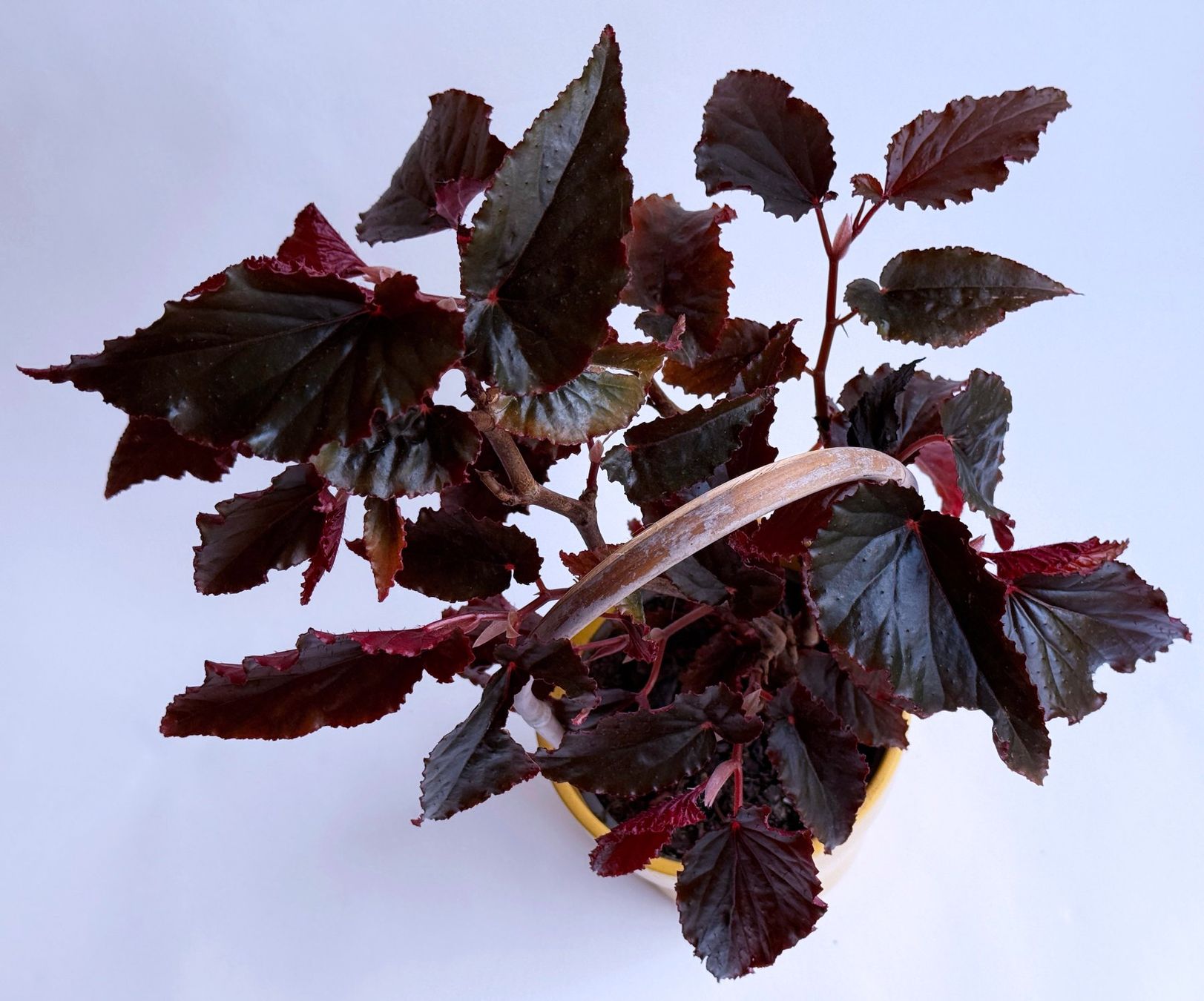 Piante & sementi: Begonia Black Magic***** – Nuovo (secondo la descrizione) da Dübendorf venduto da Orchid18 2