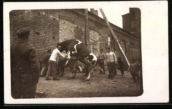 Cartoline postali: Foto-AK Ochse besteigt eine Kuh – Usato da Berlin venduto da bartko-reher