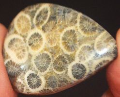 Cabochon L-1095 – Korallen Fossil Edelstein – 33,5x26x7mm