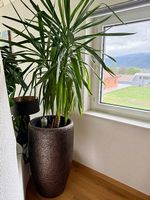 Grand Yucca avec magnifique pot métallique