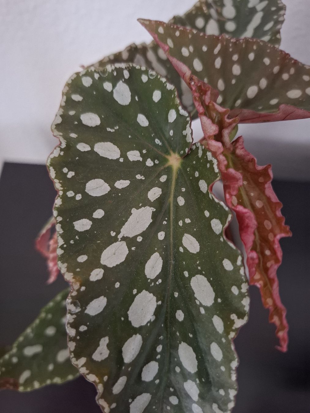 Piante & sementi: Bouture Begonia Maculata et petit cache-pot – Usato da Neuchâtel venduto da FloKo88 1