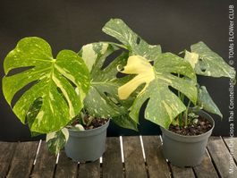 Monstera Deliciosa Thai Constellation - 40x40cm gross