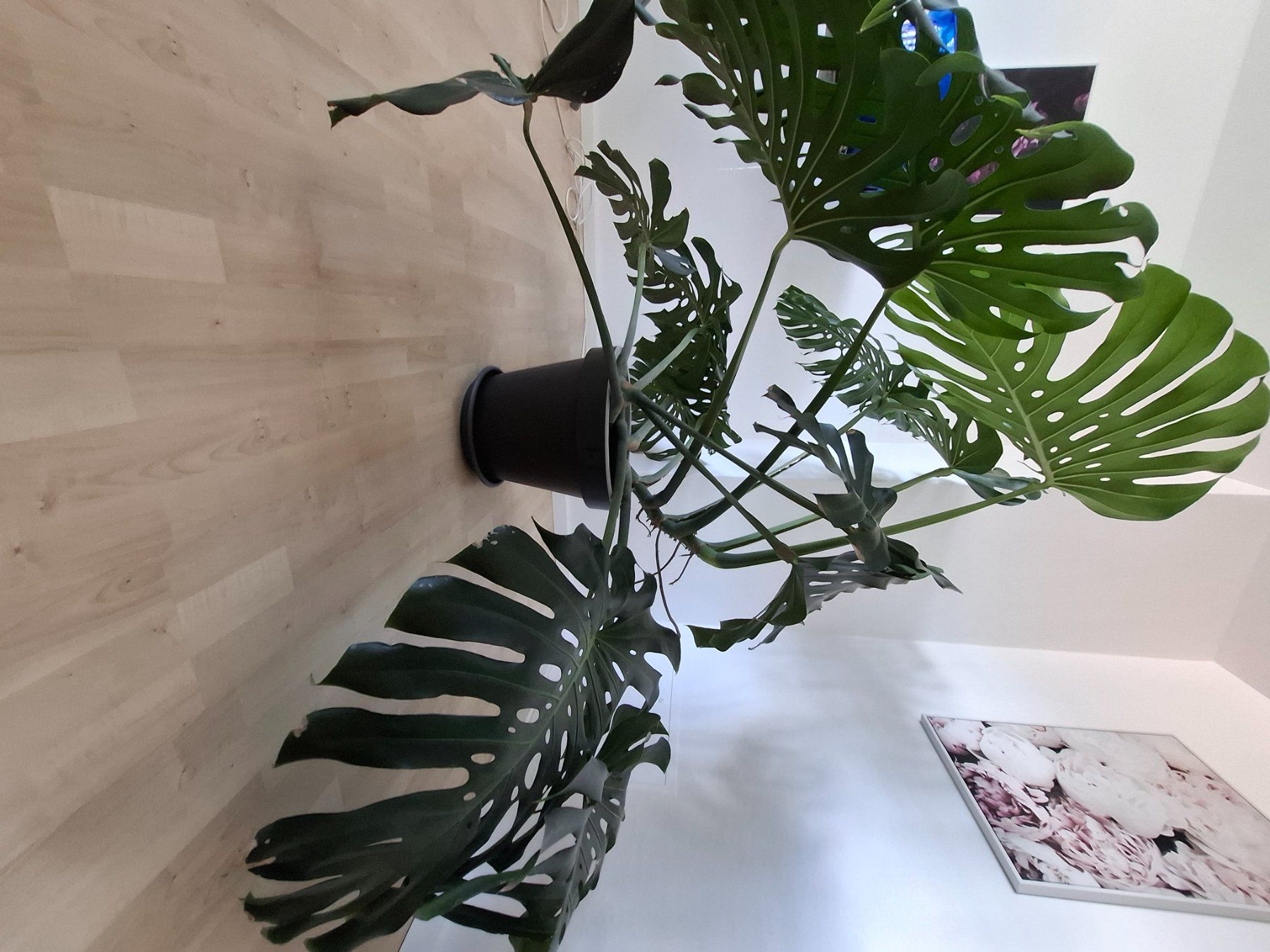Pflanzen & Samen: echte Monstera Pflanze – Gebraucht aus Neuenhof von summer_25 5