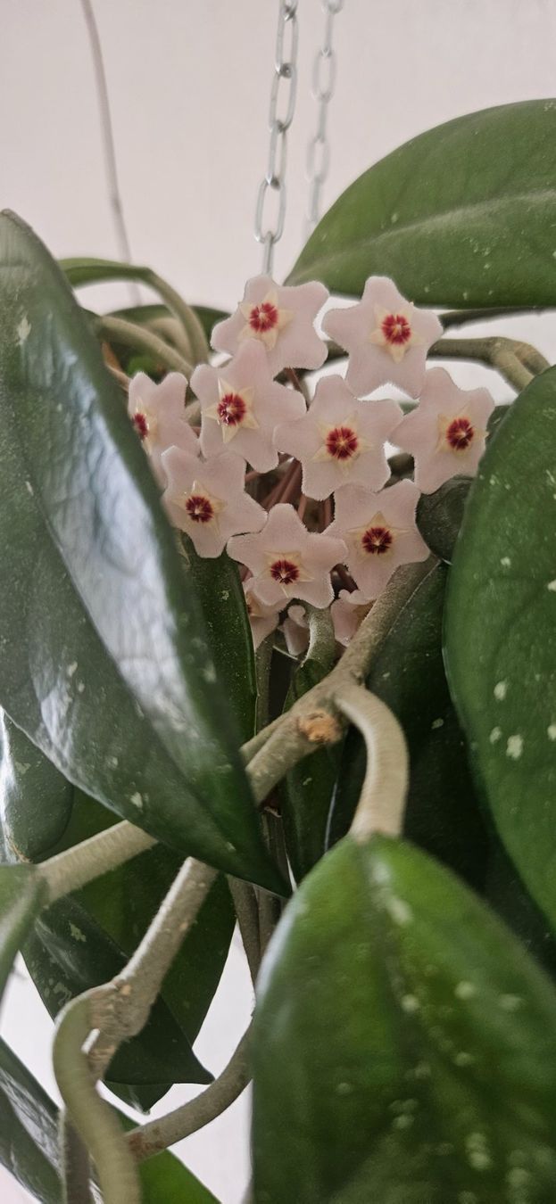 Pflanzen & Samen: Hoya Pflanze – Gebraucht aus Volketswil von lullu64 2