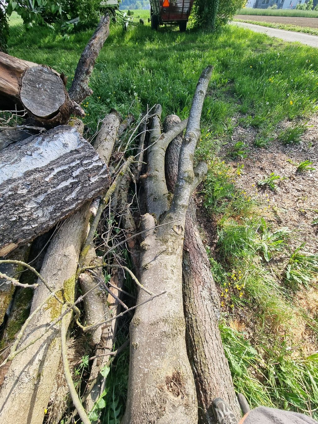 Articoli in legno: Baumstamm Esche mit Vergabelung und Ästen – Usato da Oberglatt ZH venduto da bea1986 3