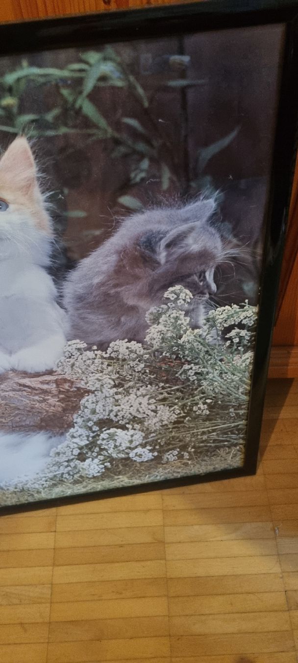 Poster & Bilder: Süsses Katzenbild mit Rahmen gerahmt – Gebraucht aus Basel von Jcva 6