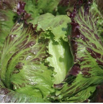 Piante & sementi: Eisbergsalat  'Derel ' / 20 Samen – Nuovo (secondo la descrizione) da Hinteregg venduto da ERFOLG78 1