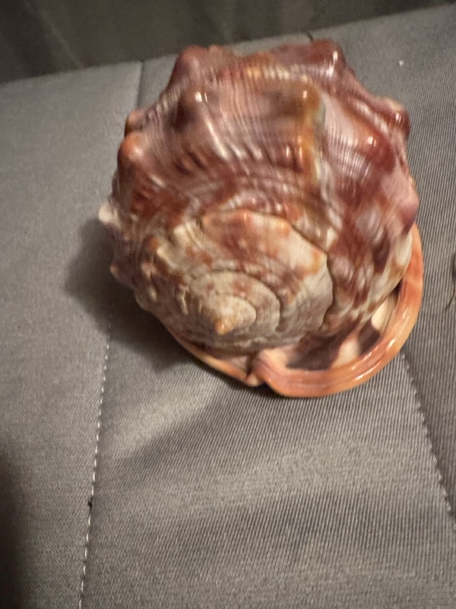 Tutte le decorazioni: Superbe Coquillage Décoratif Rare - – Usato da Martigny venduto da Mrtygn1