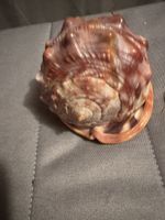 Superbe Coquillage Décoratif Rare -