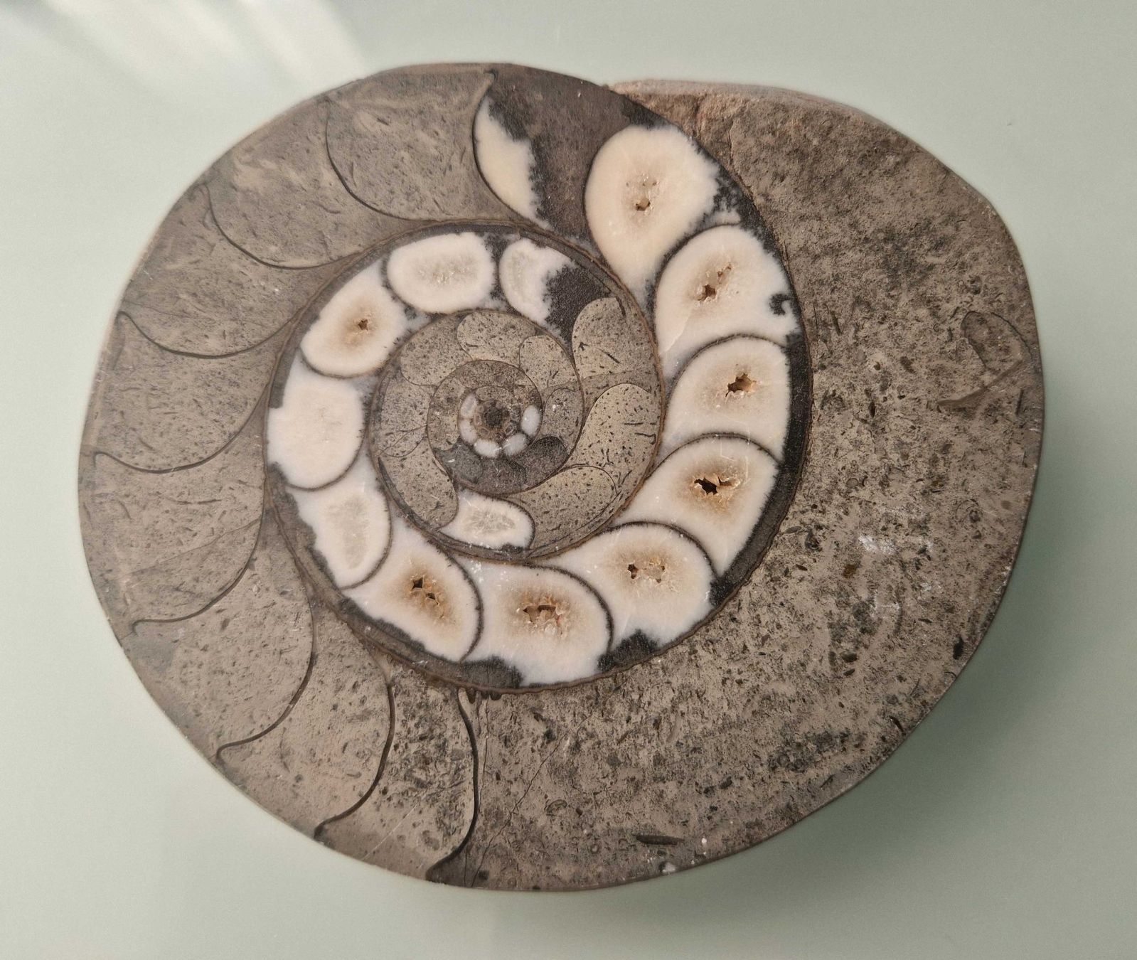 Minerali & Pietre curative: Mineralie versteinerte Schnecke – Usato da Stallikon venduto da Oceanblue1 1