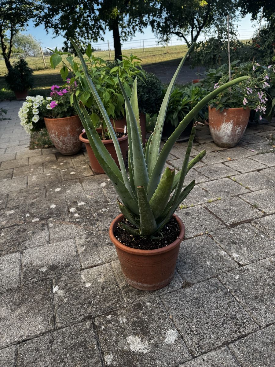 Piante & sementi: Echte Aloe Vera  – Nuovo (secondo la descrizione) da Oberwil (Dägerlen) venduto da Kurkuma 3