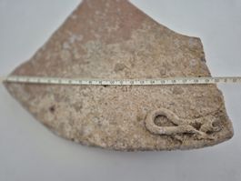 Versteinerung Amphore Antik Fossil Rarität Unikat