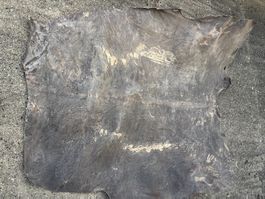 Trommelfell, Wasserbüffel  120x140cm  (Nr.70)
