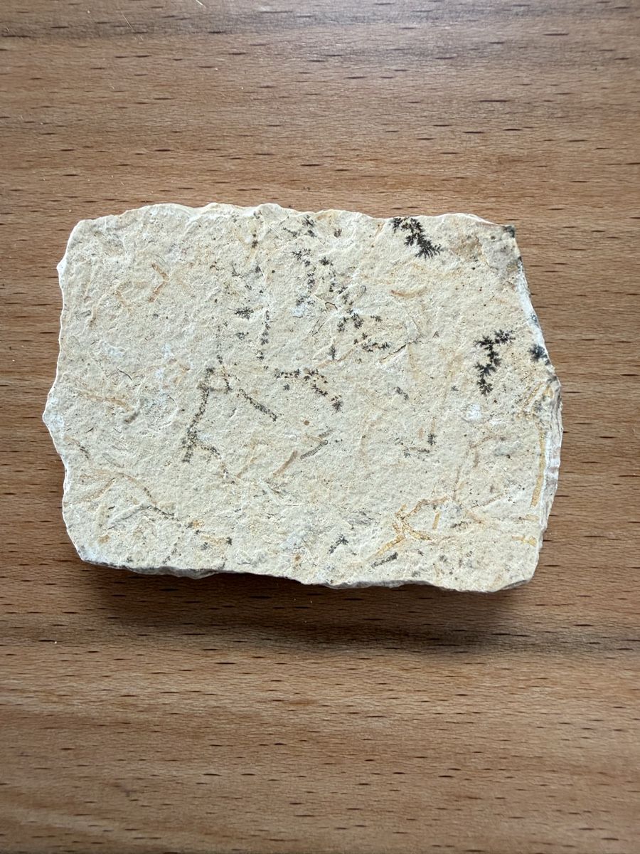 Fossili: Fossiler Fisch – Usato da Grenchen venduto da Bastet007 4