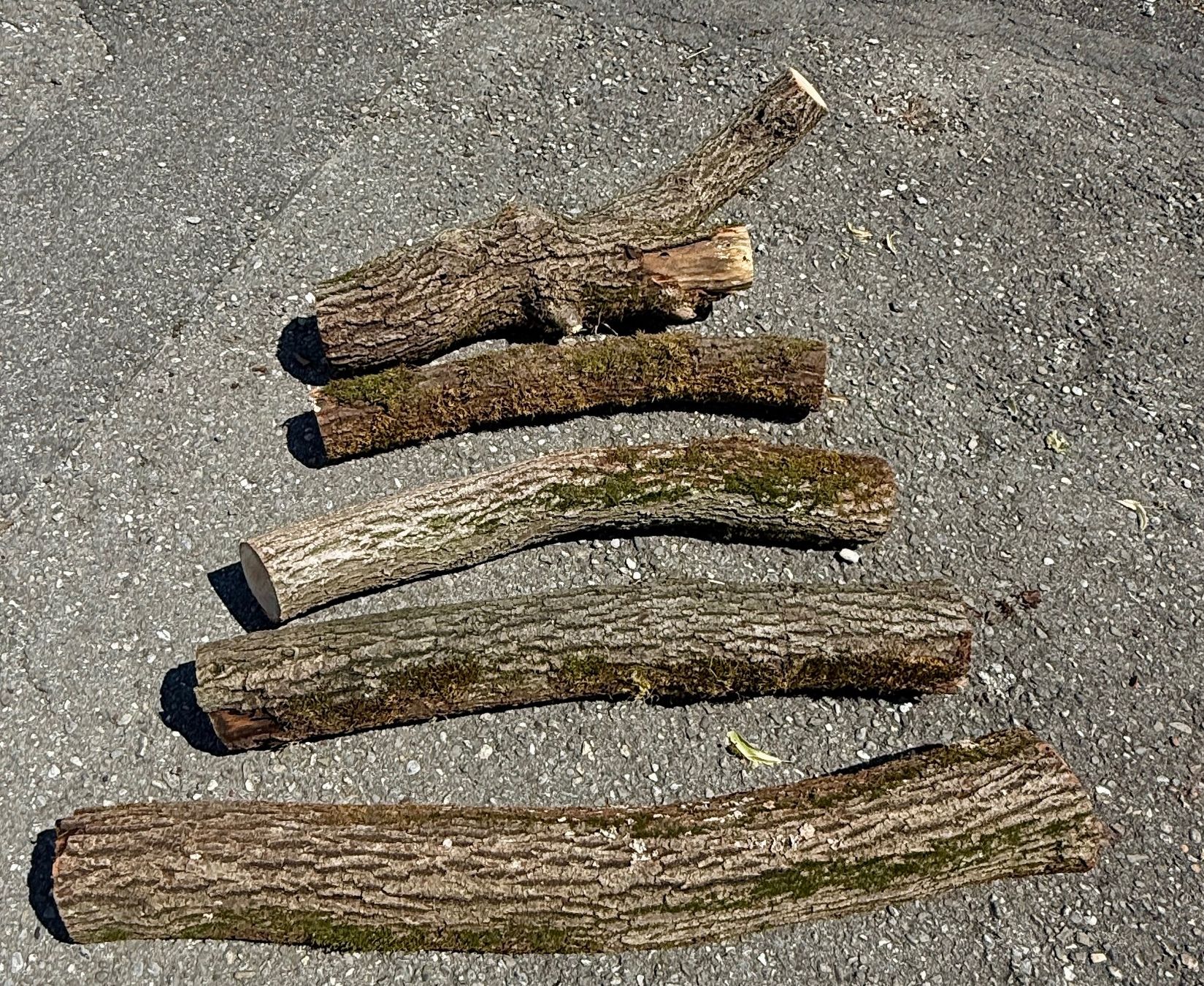 Holzartikel: 5x Schweizer Linde Berner Oberland Baumstamm – Gebraucht aus Heiligenschwendi von Bgb623 4