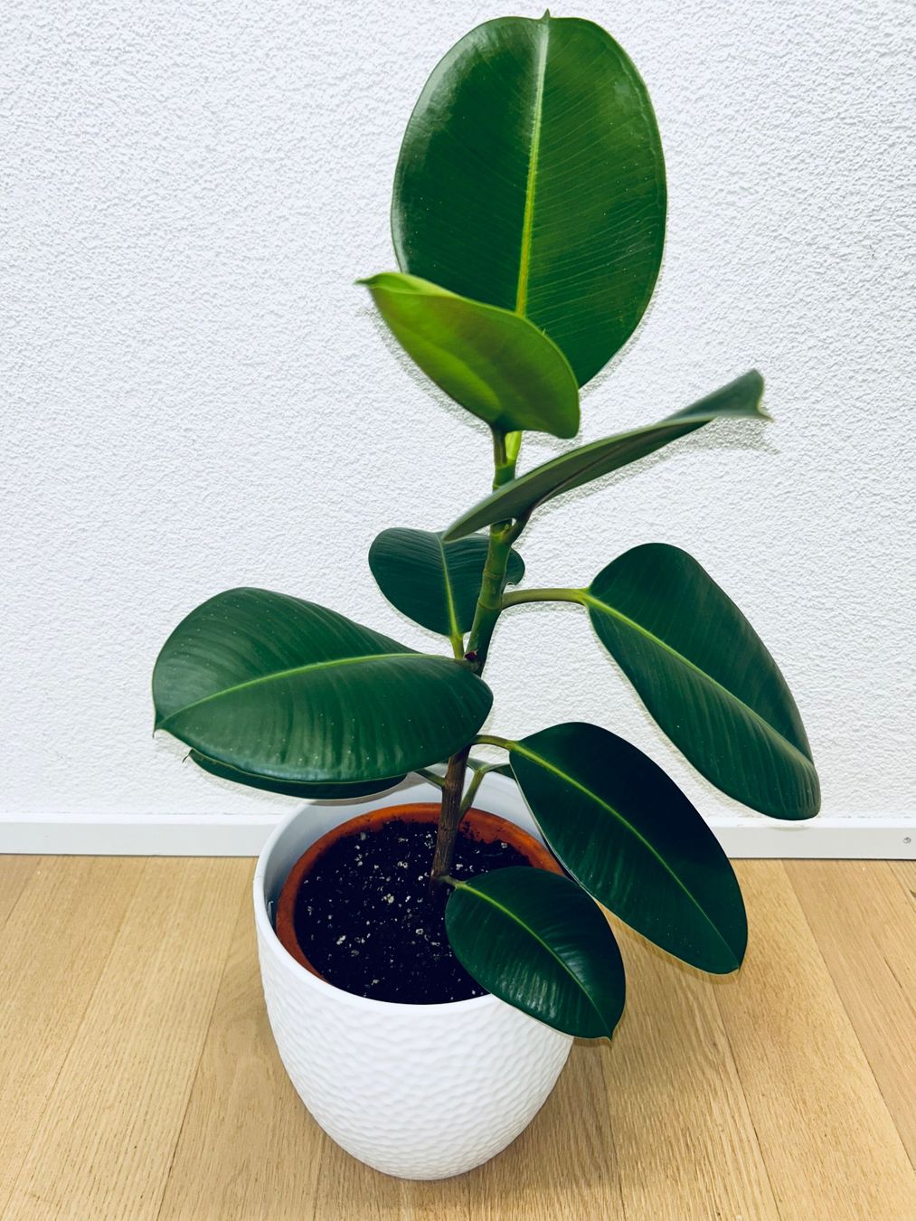 Piante & sementi: FICUS ELASTICA ROBUSTA Pflanze, Gummibaum 70 cm – Usato da Kilchberg ZH venduto da malibubeach 1