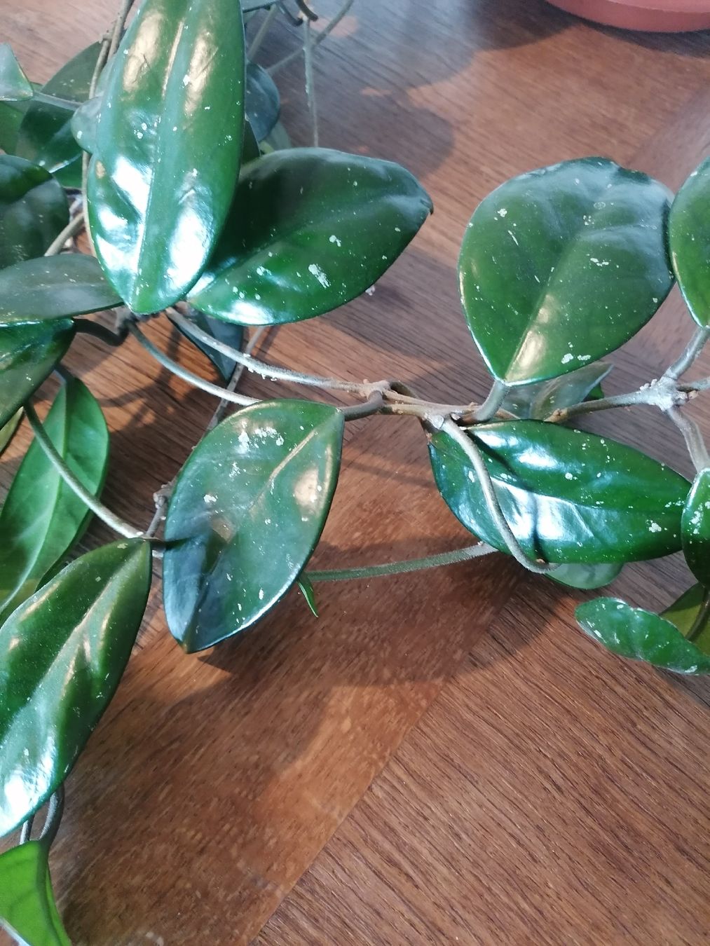 Piante & sementi: Hoya Carnosa +100 cm – Usato da Le Mont-Pèlerin venduto da dundun1 8