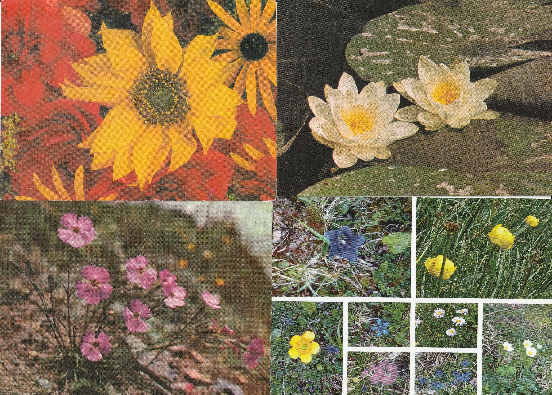 Cartes postales: 40 Diverse Blumenkarten – D'occasion à Lumbrein par made02 7