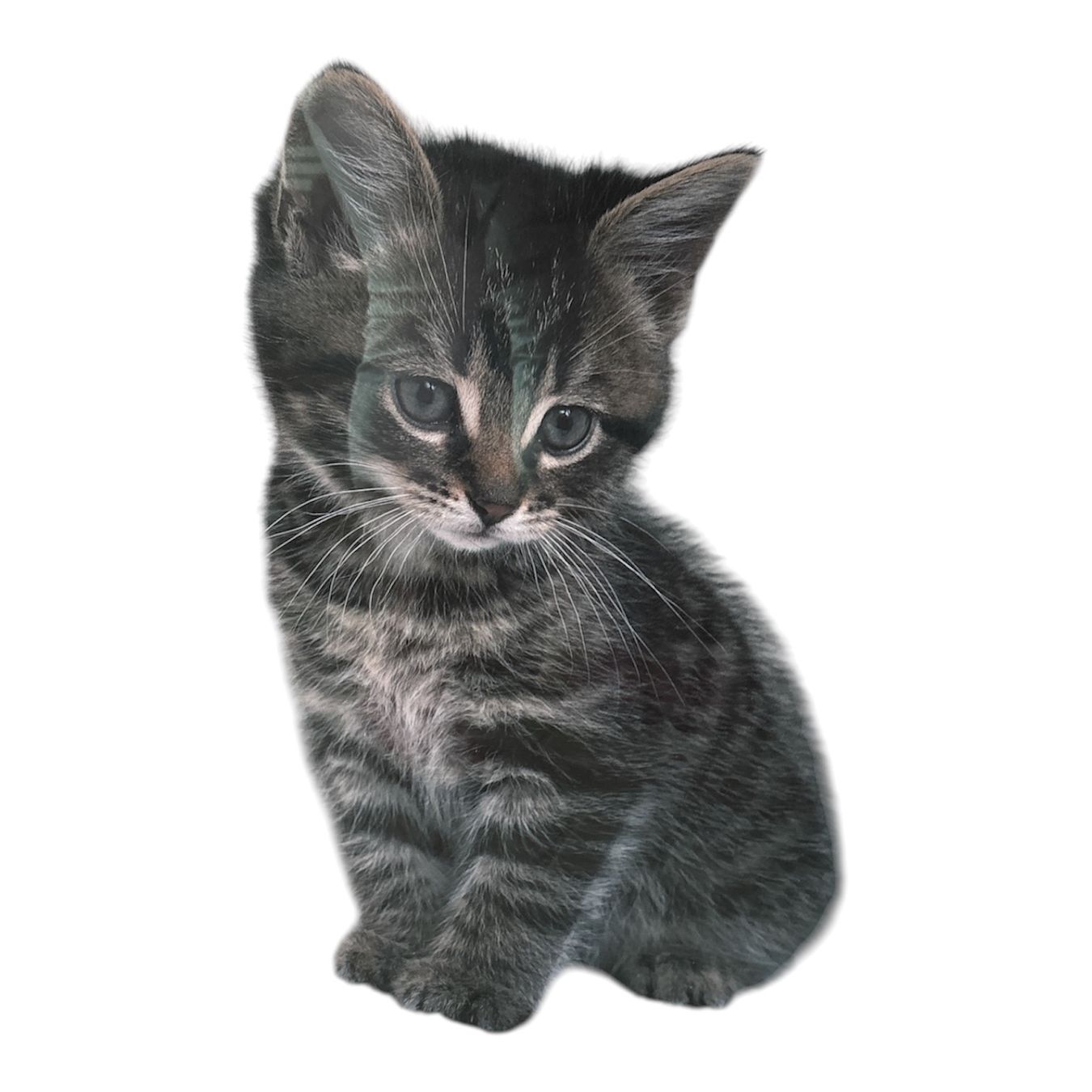 Foto & Immagini: Katzenposter eingerahmt - 50 x 70 cm gross – Usato da Lausen venduto da Zotty1 2