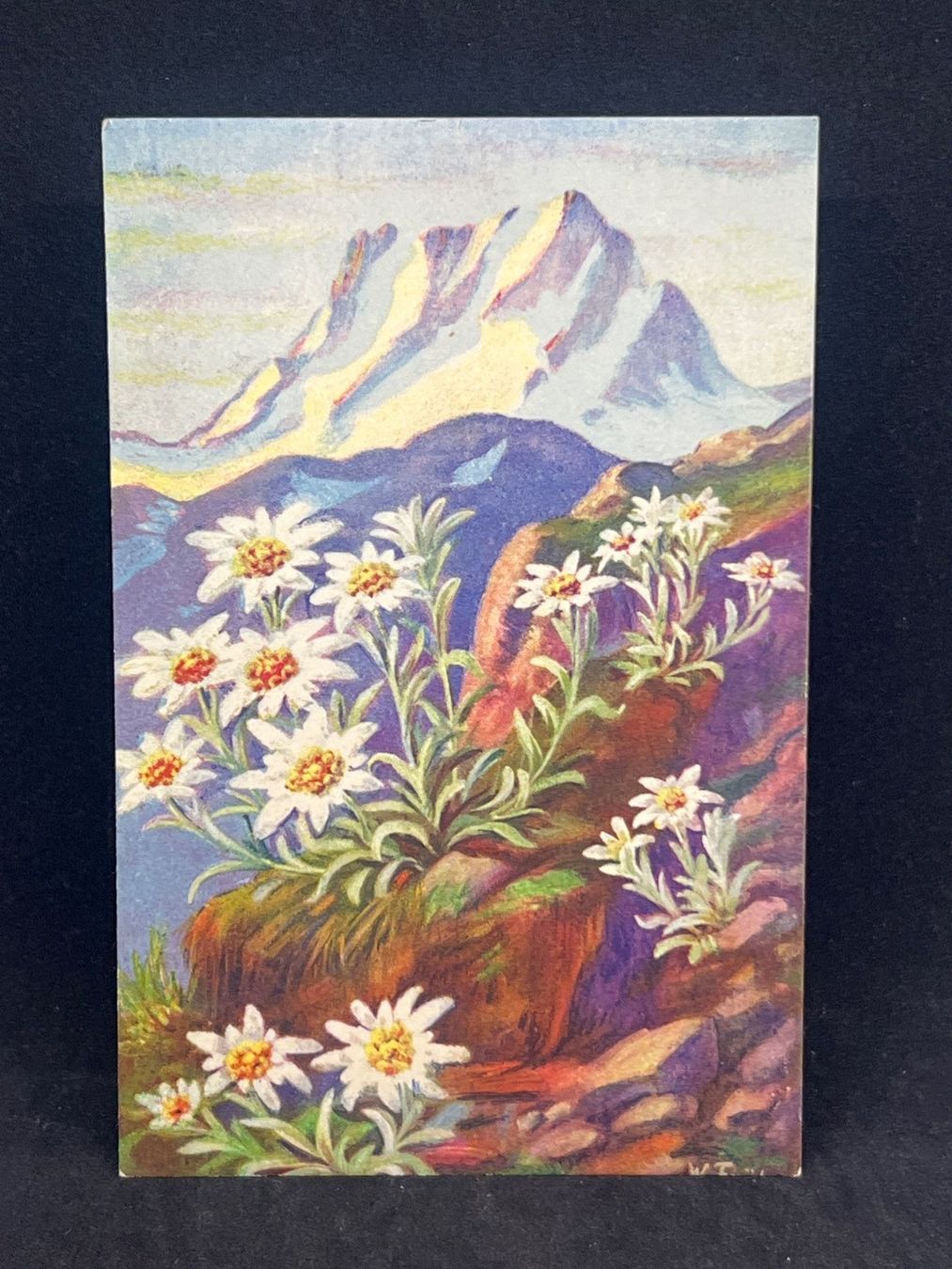 Ansichtskarten: Ansichtskarte: Leontopodium alpinum Cass. – Gebraucht aus Widnau von Brusi9