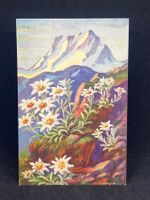 Ansichtskarte: Leontopodium alpinum Cass.