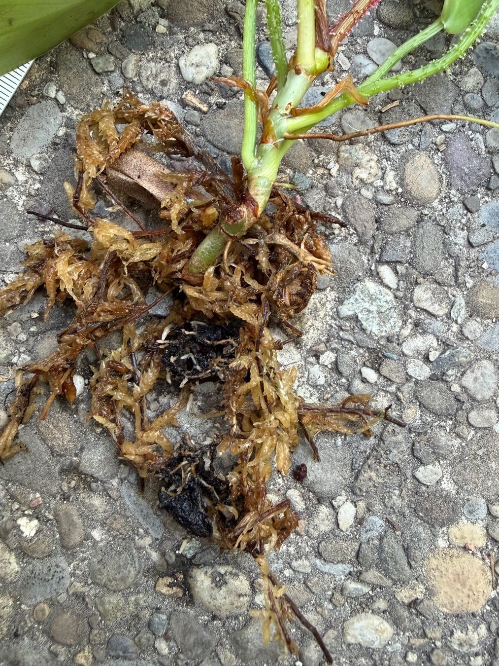 Piante & sementi: Philodendron squamiferum, Jungpflanze – Usato da Winterthur venduto da Aniger 4