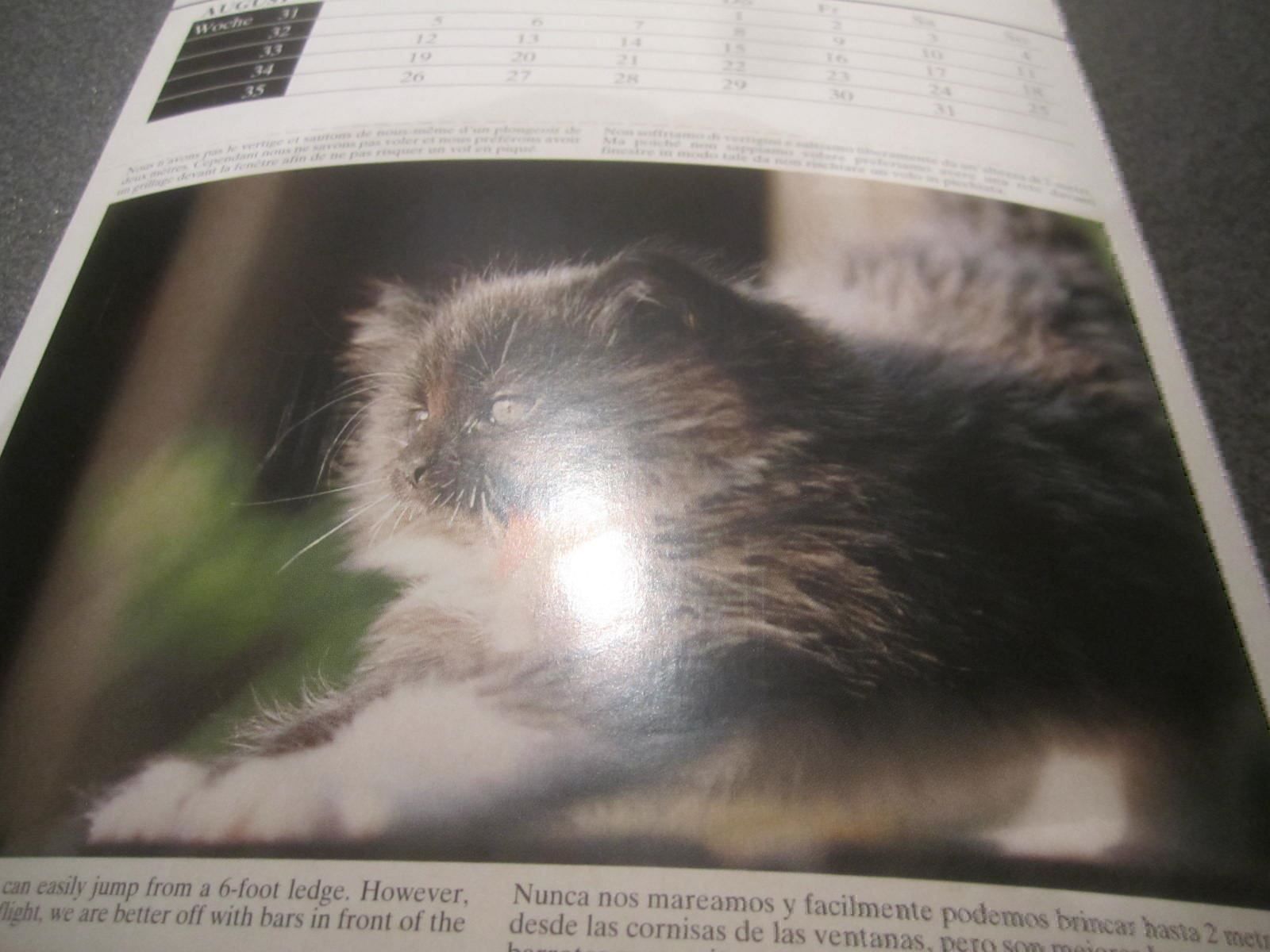 Kalender: Silvias Postkarten-Katzen-Kalender 1996 – Gebraucht aus Zürich von Motzkuh 1