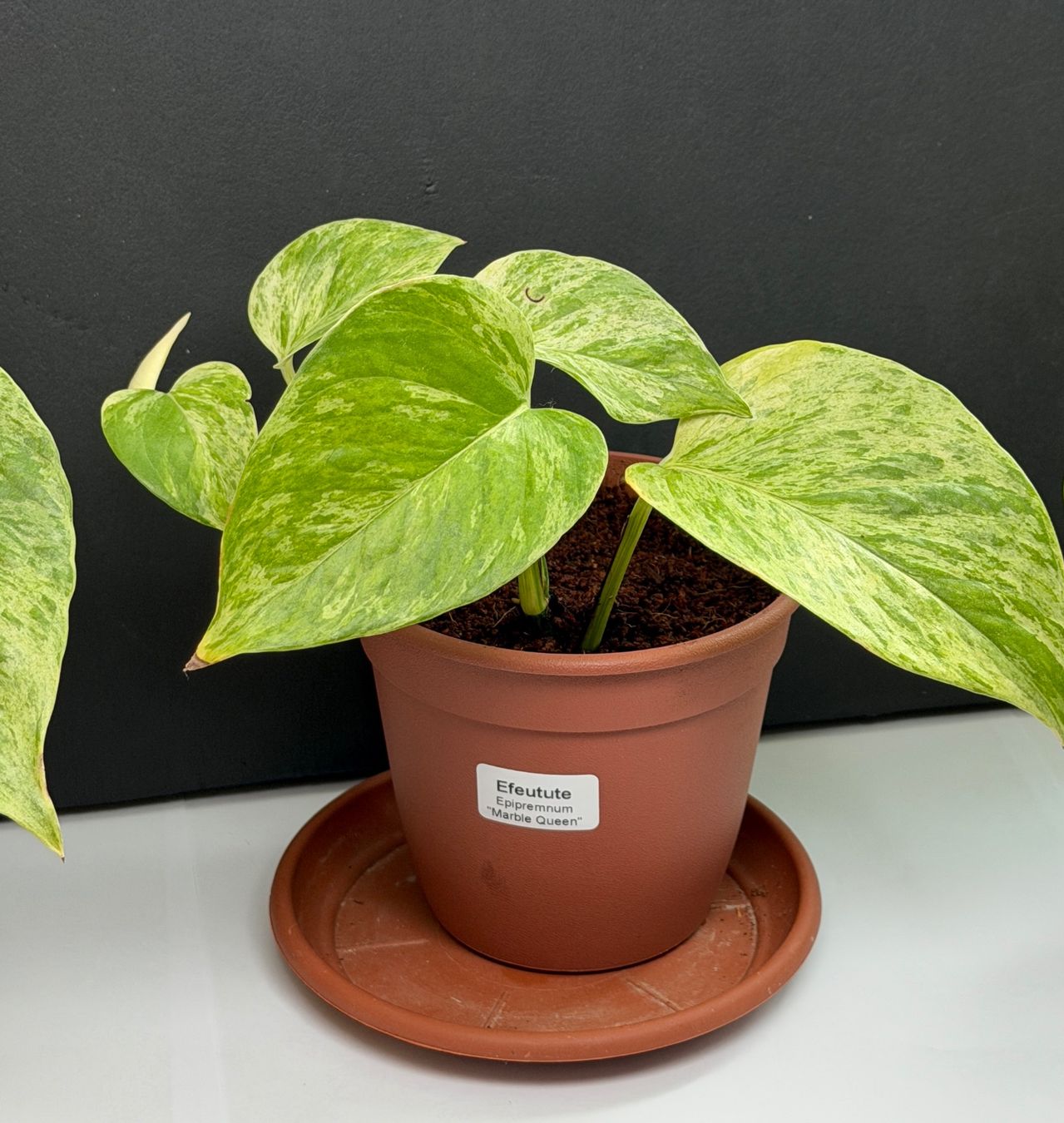 Piante & sementi: gefleckte Efeutute (Epipremnum)"Marbel Queen" – Nuovo (secondo la descrizione) da Auenstein venduto da EW89 4