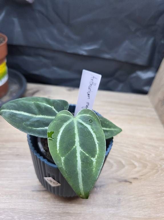 Piante & sementi: Anthurium magnificum – Nuovo e nell'imballaggio originale da Roggwil BE venduto da pau_wyh8 1