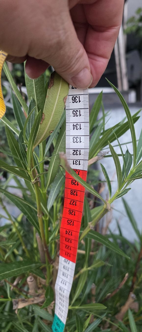 Pflanzen & Samen: Oleander Pflanze im Topf ca. 130 cm hoch – Gebraucht aus Riedikon von Winter21. 1