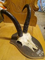 Gamsbock