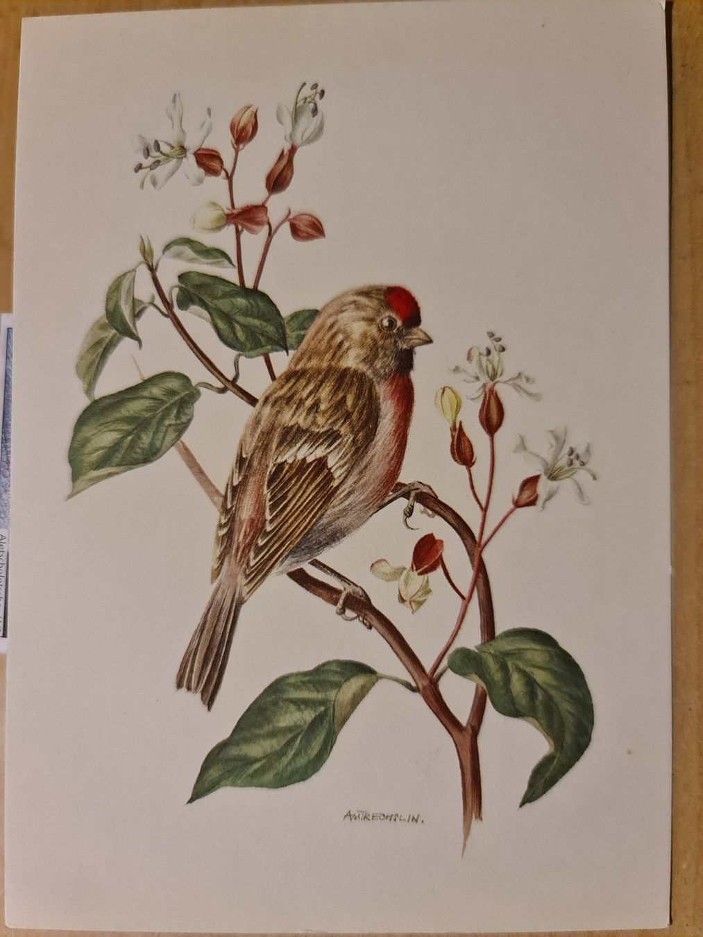 Cartoline postali: Antiker Vogeldruck, A.M.Trachelin, Distelfink – Nuovo (secondo la descrizione) da Dintikon venduto da Vexi