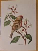 Antiker Vogeldruck, A.M.Trachelin, Distelfink