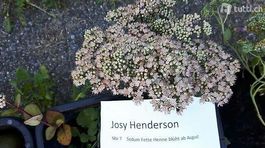Sedum josy henderson Fette Henne