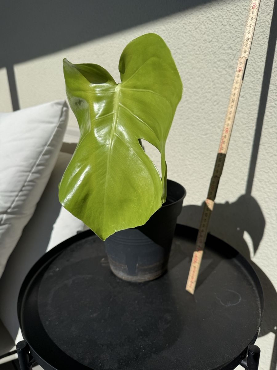 Piante & sementi: Zimmerpflanze Ableger Monstera gebraucht – Usato da Menziken venduto da Fluriology