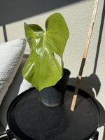 Zimmerpflanze Ableger Monstera gebraucht