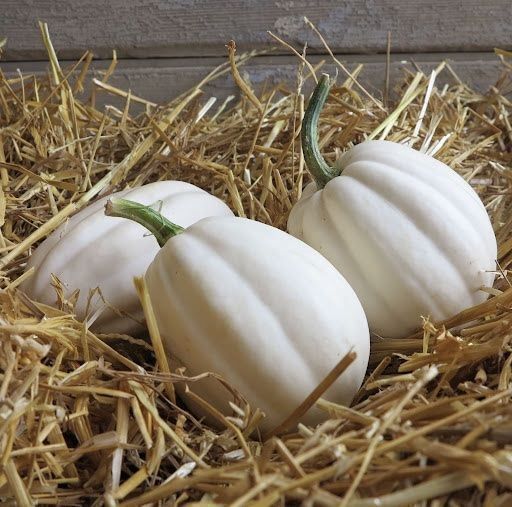 Pflanzen & Samen: 7 Samen MASHED POTATO Kürbis – Neu (gemäss Beschreibung) aus Ehrendingen von VerveinaSamen 5