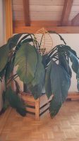 Schöne Spathiphyllum cochlearispathum, 1,5 x 1.5 m
