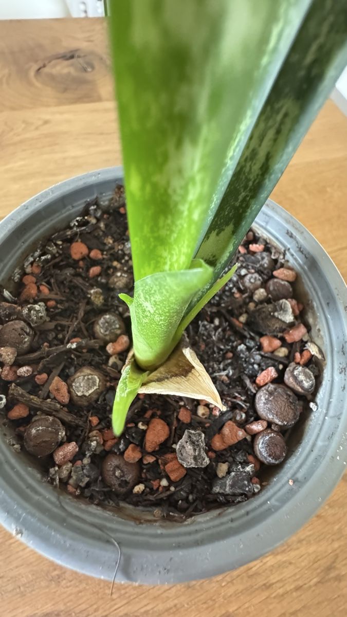 Pflanzen & Samen: Bogenhanf / Snake Plant – Neu (gemäss Beschreibung) aus Thun von DascheLii 1