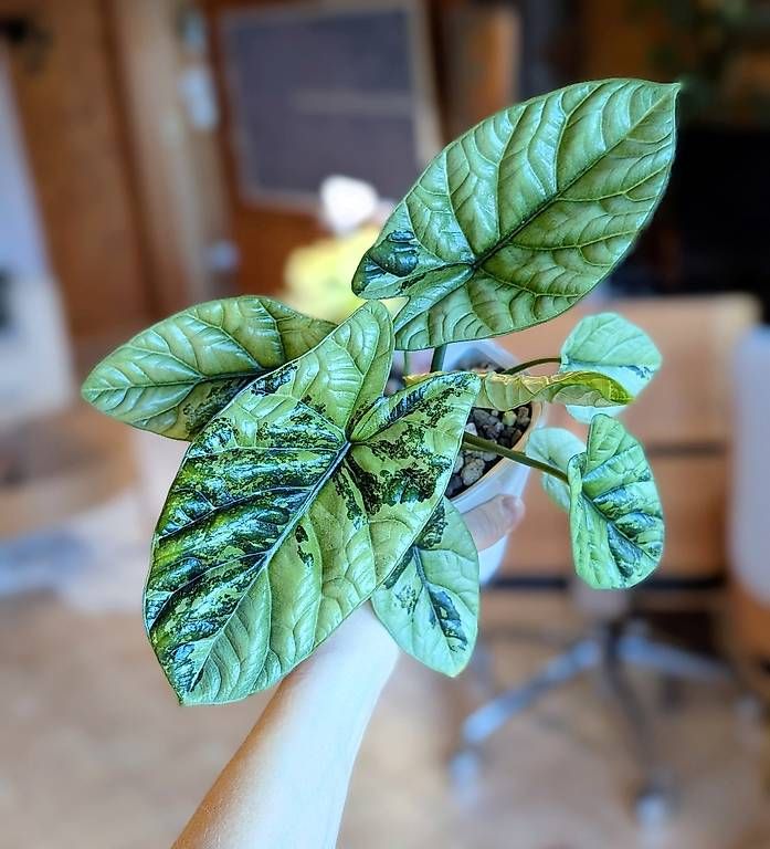 Piante & sementi: Alocasia Sinuata Mint Variegata – Nuovo (secondo la descrizione) da Faulensee venduto da plantmama 4