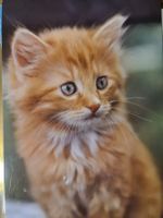 Ansichtskarte Katze