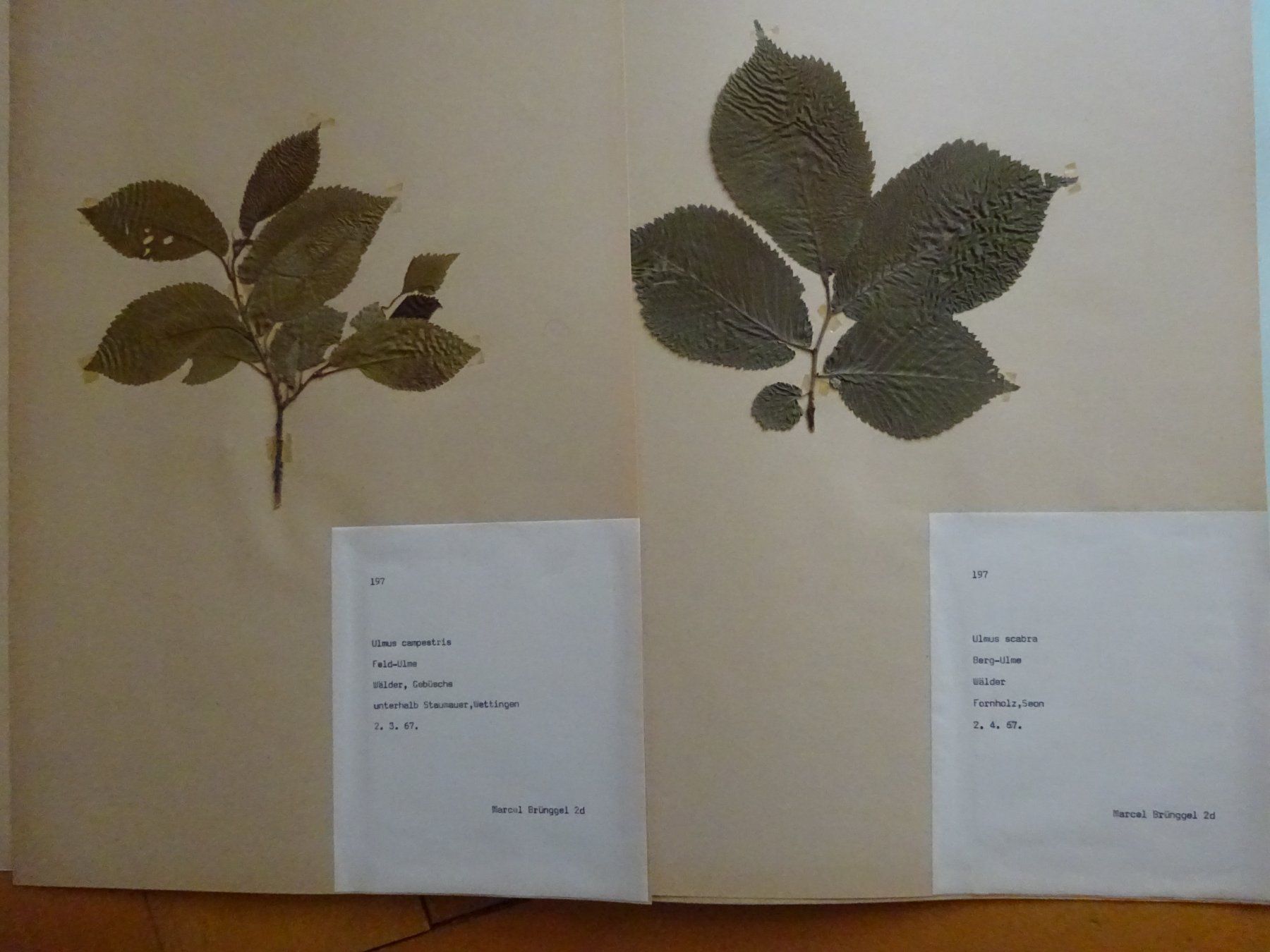 Bücher: Herbarium aus Seon / 10 Botanik – Gebraucht aus Esslingen von eintagammeer 4