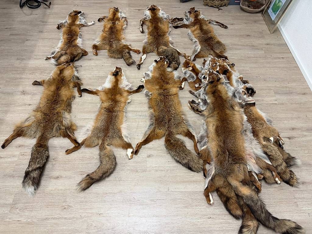 Il mondo degli animali: Vintage Rotfuchs Echtfell Ganzfell mit Schweif – Usato da Obernau venduto da Arche_Noah_Brocki 5