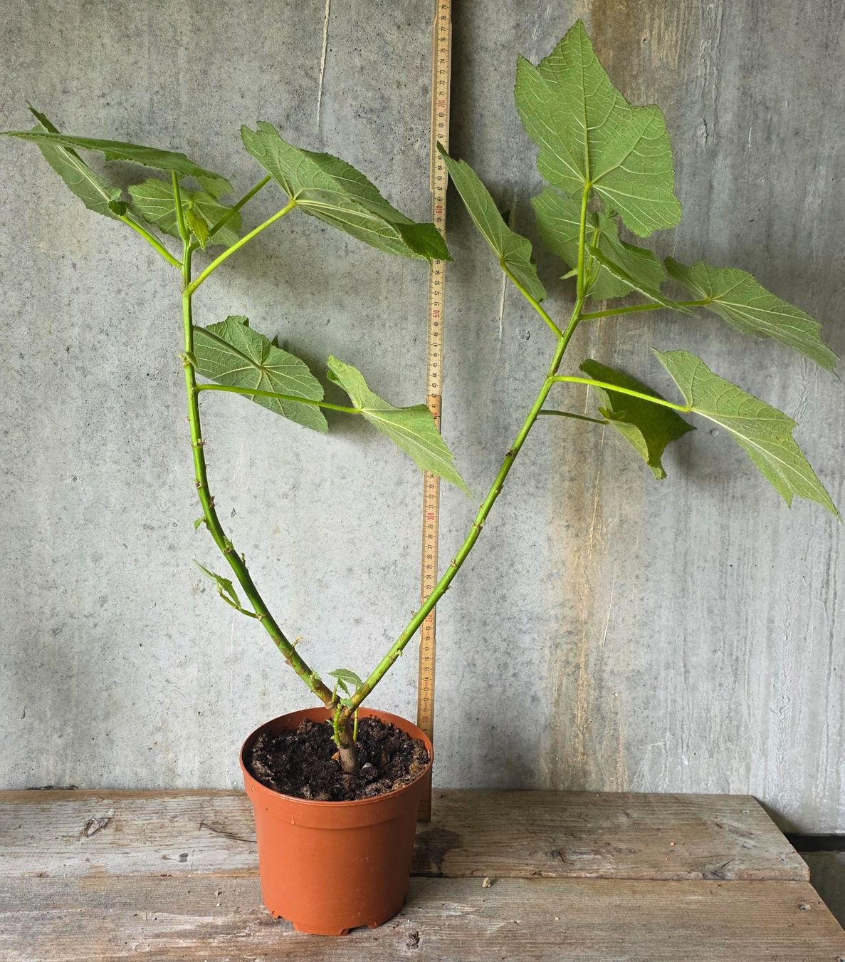 Zimmerlinde Sparmannia africana (Neu (gemss Beschreibung)) in St.Erhard  fr CHF 16  nur Abholung auf Ricardo kaufen