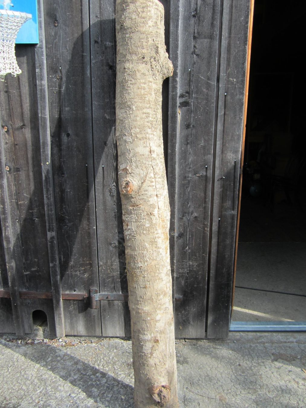 Articoli in legno: Vogelbeerbaum  zum Drechseln – Nuovo (secondo la descrizione) da Nesslau venduto da Jakobi01 4