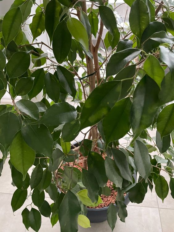 Ficus benjamina im SERAMISGranulat Kaufen auf Ricardo