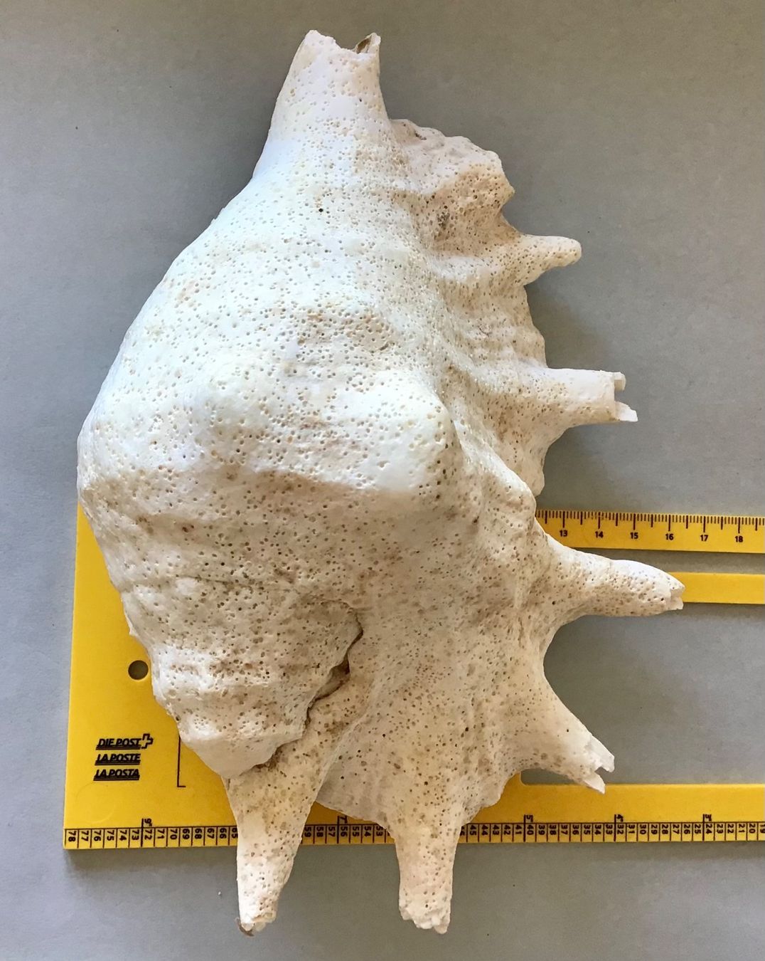 Fossili: grosse, schwere Meeres-Muschel – Usato da Bubendorf venduto da Alpenheidi 4