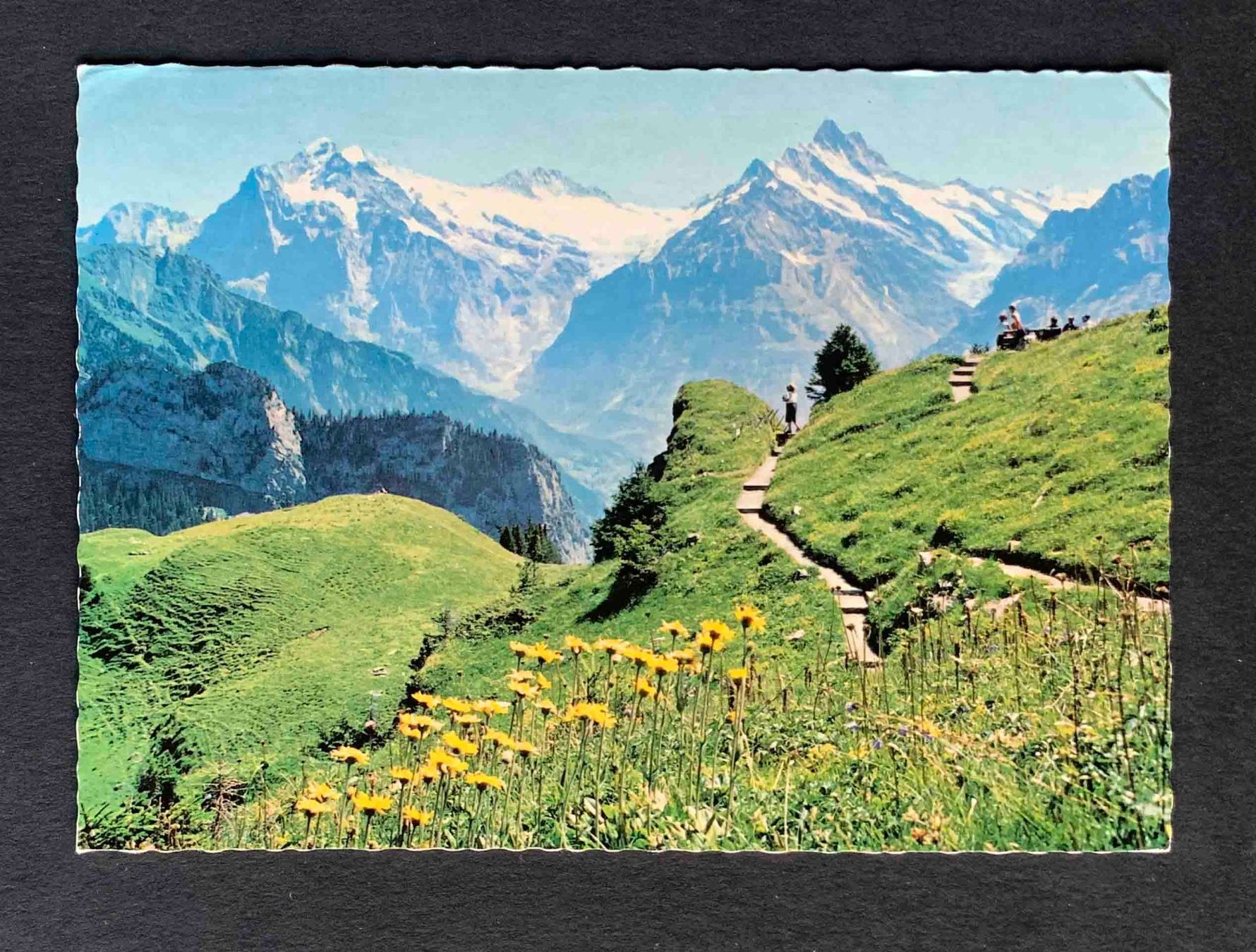 Cartes postales: AK Alpengarten Schynige Platte – D'occasion à Goldau par artelier1